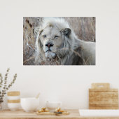 Zuid-Afrika White Lion rust Poster (Keuken)