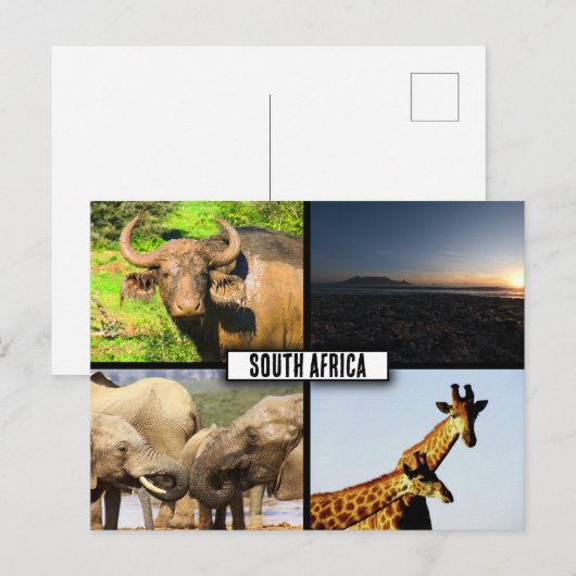 Zuid-Afrika Wildlife Fotocollage Briefkaart (Voorkant / Achterkant)