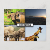 Zuid-Afrika Wildlife Fotocollage Briefkaart (Voorkant)