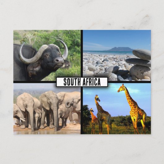 Zuid-Afrika Wildlife Fotocollage Briefkaart (Voorkant)