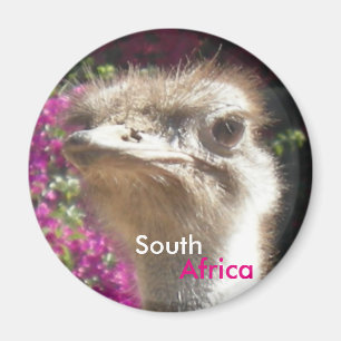 Zuid-Afrikaans Ostrich  Magnet