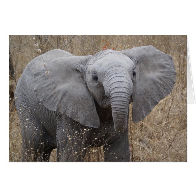 Zuid-Afrikaanse Baby olifant (Voorkant Horizontaal)