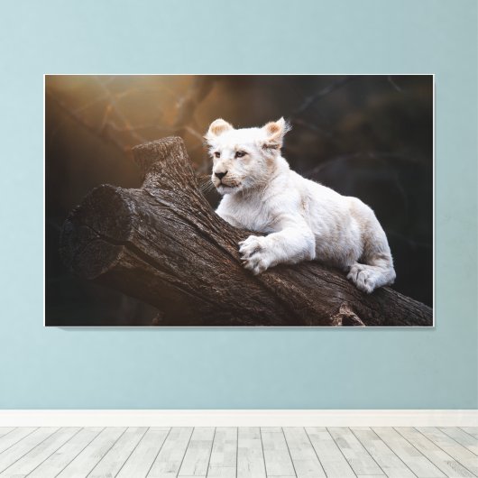 Zuid-Afrikaanse Cute White Lion Cub Canvas Afdruk (Insitu (Houten vloer))