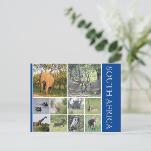 zuid - afrikaanse dieren briefkaart (Staand voorkant)