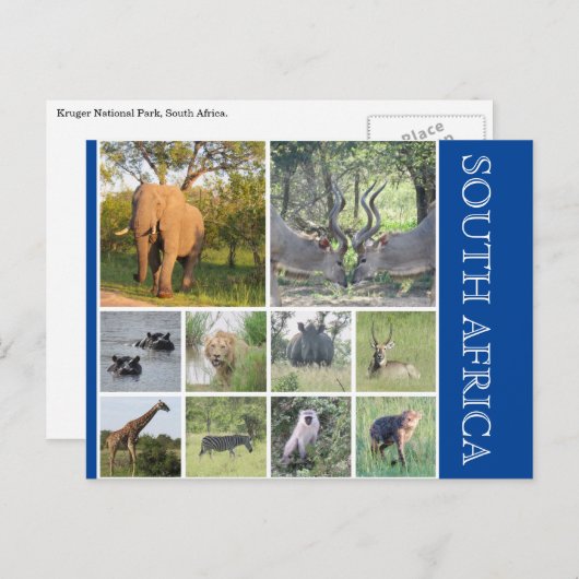 zuid - afrikaanse dieren briefkaart (Voorkant / Achterkant)