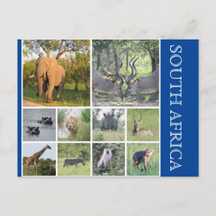 zuid - afrikaanse dieren briefkaart