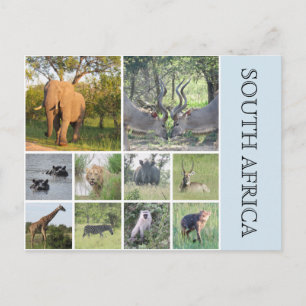zuid - afrikaanse dieren briefkaart