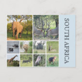 zuid - afrikaanse dieren briefkaart (Voorkant)
