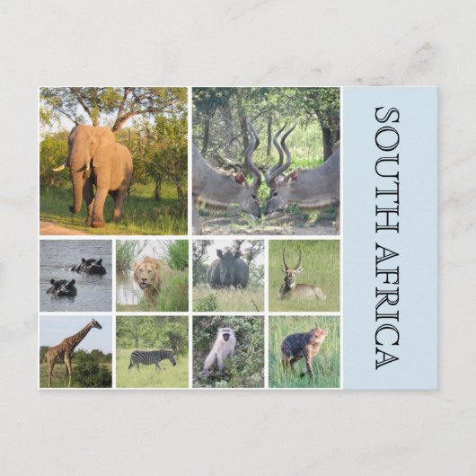 zuid - afrikaanse dieren briefkaart (Voorkant)