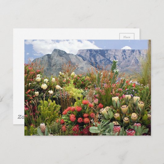 Zuid-Afrikaanse florale weergave van wilde bloemen Briefkaart (Voorkant / Achterkant)