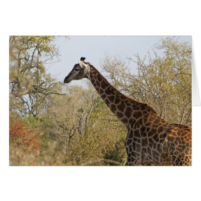 Zuid-Afrikaanse Giraffe (Voorkant Horizontaal)