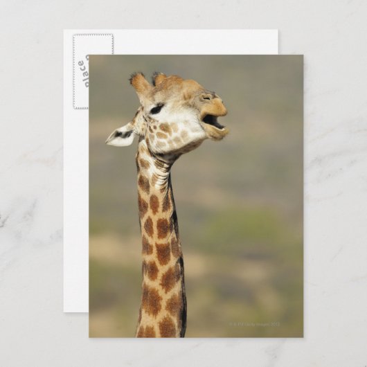 Zuid-Afrikaanse giraffe (Giraffa camelopardalis) Briefkaart (Voorkant / Achterkant)