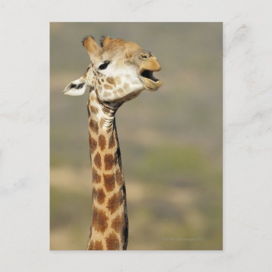 Zuid-Afrikaanse giraffe (Giraffa camelopardalis) Briefkaart (Voorkant)