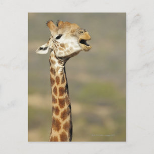 Zuid-Afrikaanse giraffe (Giraffa camelopardalis) Briefkaart