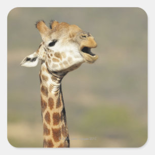 Zuid-Afrikaanse giraffe (Giraffa camelopardalis) Vierkante Sticker