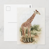  Zuid-Afrikaanse Giraffe Meadow Briefkaart (Voorkant / Achterkant)
