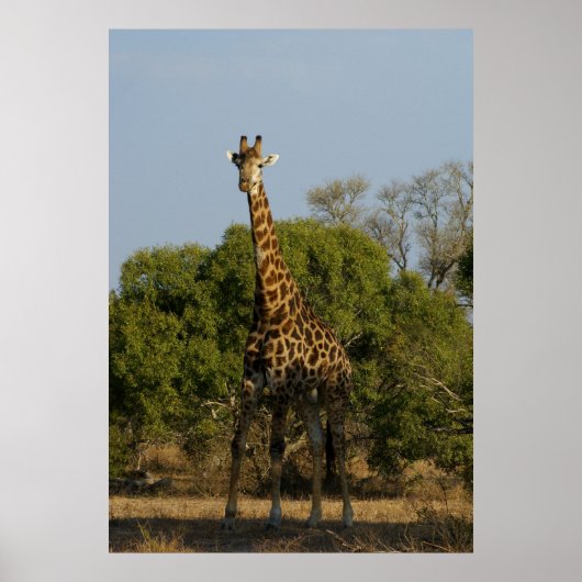 Zuid-Afrikaanse Giraffe Poster (Voorkant)