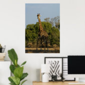 Zuid-Afrikaanse Giraffe Poster (Thuiskantoor)