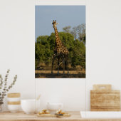 Zuid-Afrikaanse Giraffe Poster (Keuken)