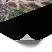 Zuid-Afrikaanse Giraffe Poster (Hoek)