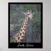 Zuid-Afrikaanse Giraffe Poster (Voorkant)