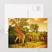 Zuid-Afrikaanse giraffen Briefkaart (Voorkant / Achterkant)