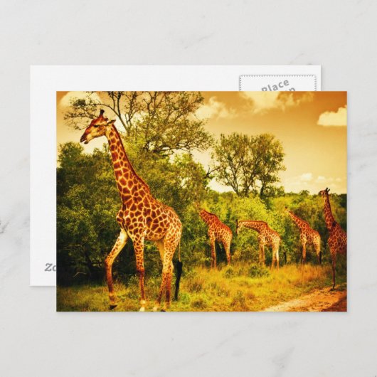 Zuid-Afrikaanse giraffen Briefkaart (Voorkant / Achterkant)