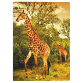 Zuid-Afrikaanse giraffen Klembord (Achterkant)