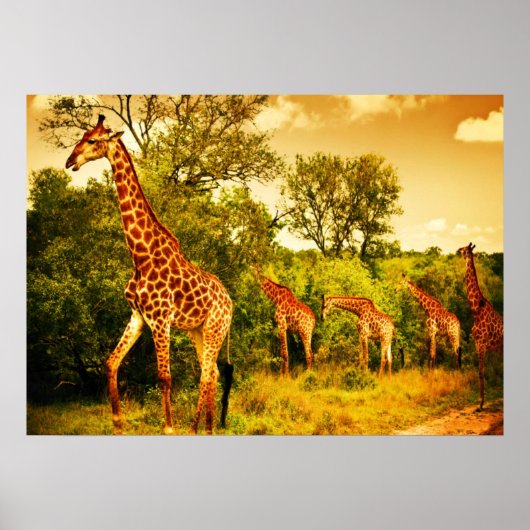 Zuid-Afrikaanse giraffen Poster (Voorkant)