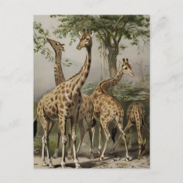 Zuid-Afrikaanse Giraffes Briefkaart