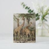 Zuid-Afrikaanse Giraffes Briefkaart (Staand voorkant)