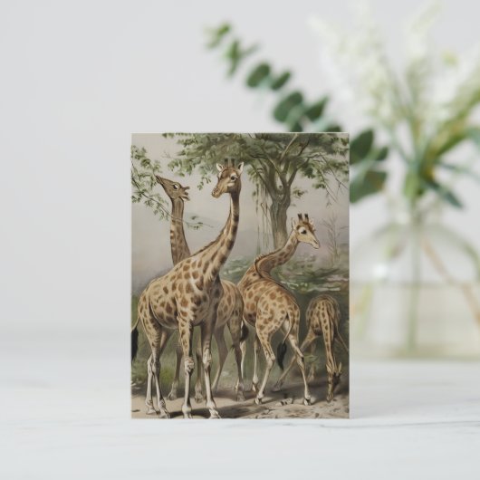  Zuid-Afrikaanse Giraffes Briefkaart (Staand voorkant)