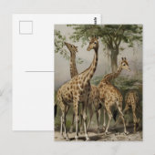 Zuid-Afrikaanse Giraffes Briefkaart (Voorkant / Achterkant)