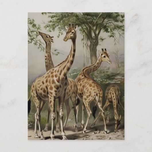 Zuid-Afrikaanse Giraffes Briefkaart (Voorkant)