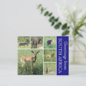 zuid - afrikaanse groeten briefkaart (Staand voorkant)