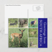 zuid - afrikaanse groeten briefkaart (Voorkant / Achterkant)