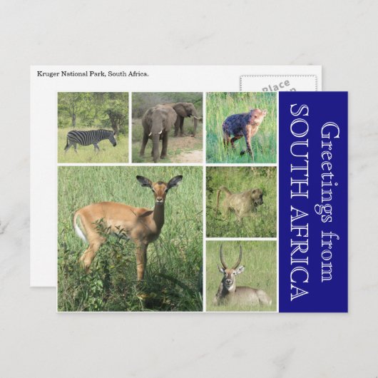 zuid - afrikaanse groeten briefkaart (Voorkant / Achterkant)