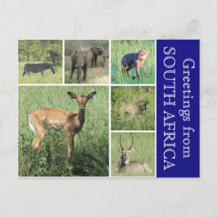zuid - afrikaanse groeten briefkaart