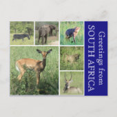 zuid - afrikaanse groeten briefkaart (Voorkant)