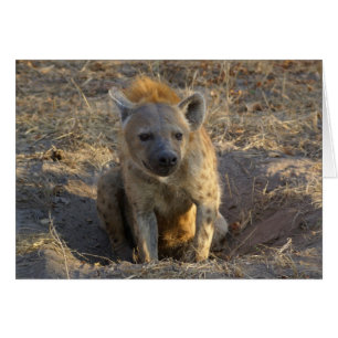 Zuid-Afrikaanse Hyena