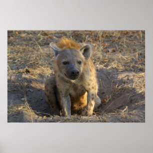 Zuid-Afrikaanse Hyena Poster