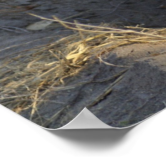 Zuid-Afrikaanse Hyena Poster (Hoek)