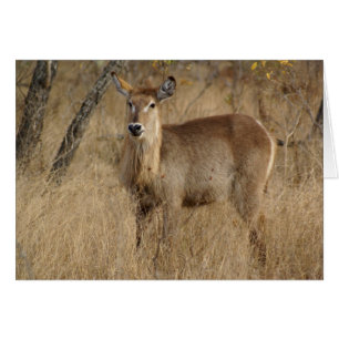 Zuid-Afrikaanse impala