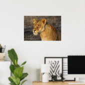 Zuid-Afrikaanse Lion Poster (Thuiskantoor)