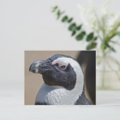 Zuid-Afrikaanse Pinguïn Ansichtkaart Briefkaart (Staand voorkant)