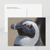 Zuid-Afrikaanse Pinguïn Ansichtkaart Briefkaart (Voorkant / Achterkant)