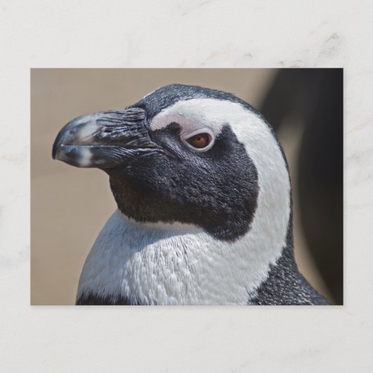 Zuid-Afrikaanse Pinguïn Ansichtkaart Briefkaart (Voorkant)