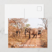 Zuid-Afrikaanse Safari Briefkaart (Voorkant / Achterkant)