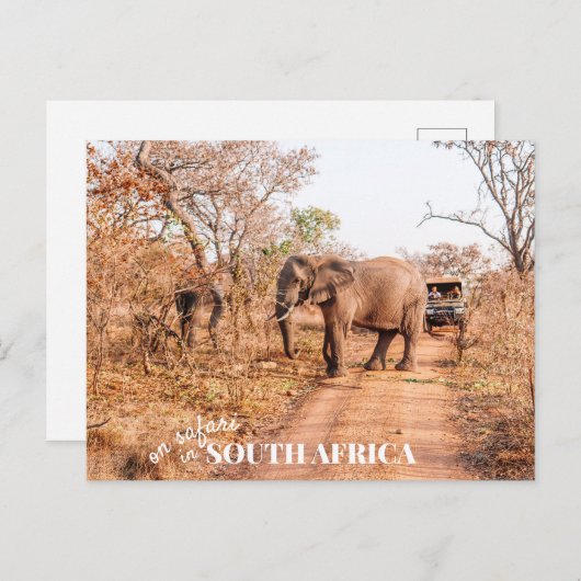 Zuid-Afrikaanse Safari Briefkaart (Voorkant / Achterkant)