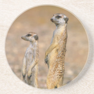 Zuid-Afrikaanse stokstertmeerkat (Suricata suricat Zandsteen Onderzetter